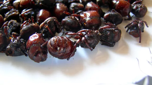 Las hormigas culonas son consideradas como delicatessen culinaria típicas de Colombia.
