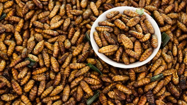 En las calles de Tailandia los gusanos son habituales de los puestos callejeros.