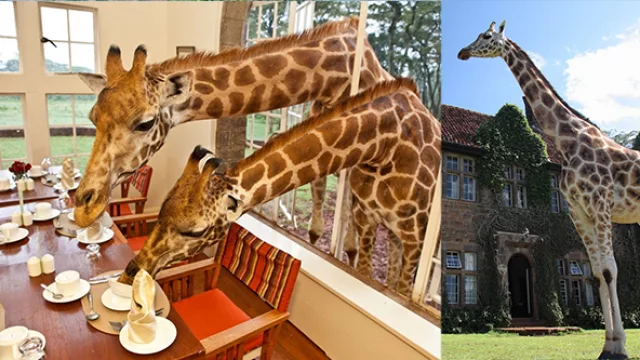 Desayunar entre jirafas puede ser una de las experiencias más exóticas en cuanto a viajes.