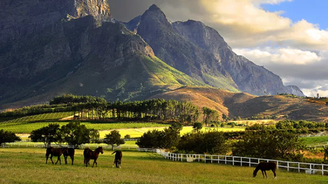 África ofrece numerosos viñedos en donde se pueden disfrutar de hermosos paisajes.