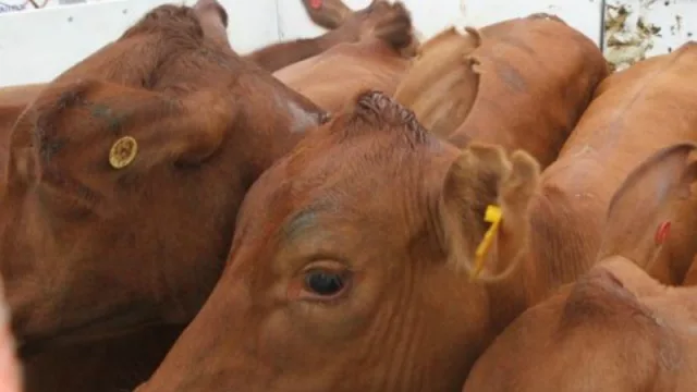 Vacas paraguayas listas para despegar: sexto envío con destino a Ecuador