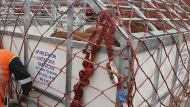 Vacas paraguayas se preparan para despegar