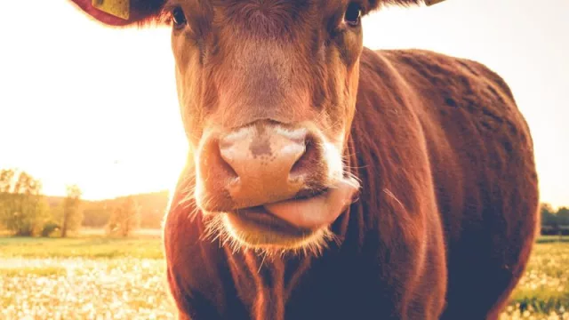 ¡Un aplauso para el asado jugosinho! (UY recibió 24.000 kg de carne con hueso de BR)