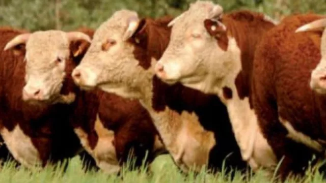 Toro que rinde… se alquila (Rent a Bull rompe los paradigmas de la cría)