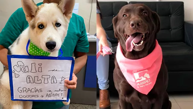 Atención peluda: Asispet innova con medicina prepaga para mascotas (y proyecta franquicias)