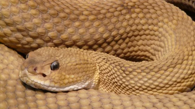 ¿Cuál pensás que es la razón del aumento de casos de accidentes con serpientes?