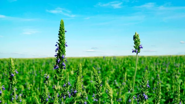 Crece exportación de chía orgánica y Paraguay lidera producción mundial (EEUU, el mayor comprador)