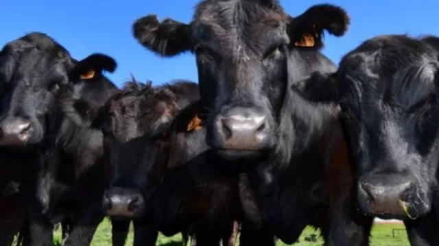 Más carne en la caja fuerte (proyectan que el stock vacuno de Uruguay crecerá en este año)