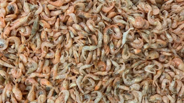 Producción piscícola navega a favor de la corriente y planea producir camarones de agua dulce