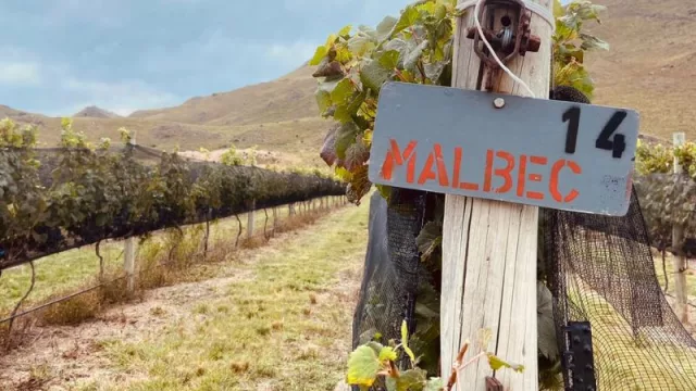 Alma Minera, un viñedo de Calamuchita que nació de la explotación de minerales (8 variedades únicas que se venden en todo el país)