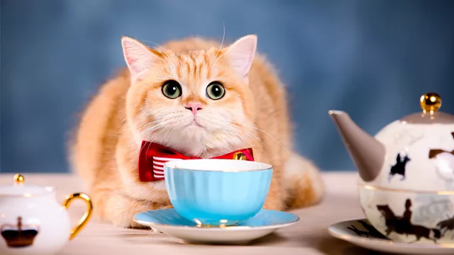 Cat Coffee será la primera cafetería de gatos de Paraguay (donde los michis son anfitriones)