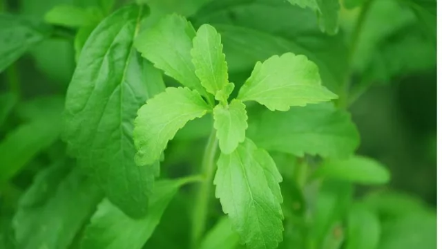 Dulce dilema: ¿Seguimos consumiendo stevia o no?
