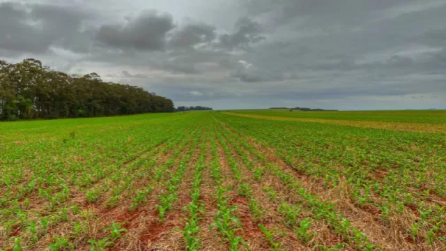 Da sus frutos sostenibles: Grupo Kress alcanza 1.900 hectáreas de cultivos orgánicos