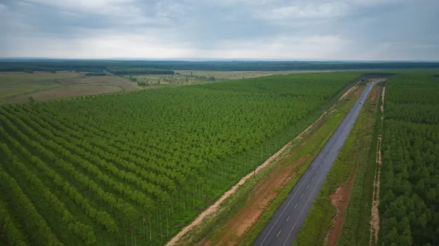 El Fondo Eco Forestal de CADIEM: Una inversión más allá de la rentabilidad