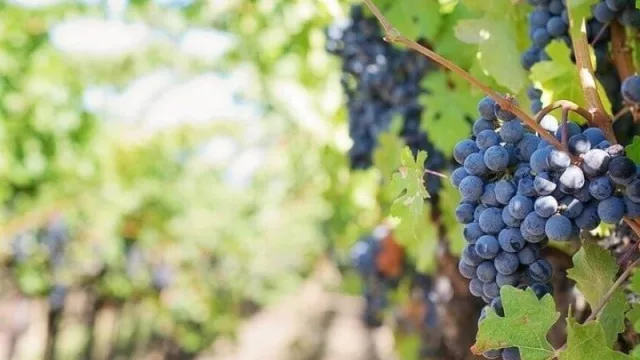 En cuestión de vinos también hay sostenibilidad (30% de la uva de UY con sello de LSQA)