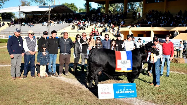 Brangus Reservado Campeón