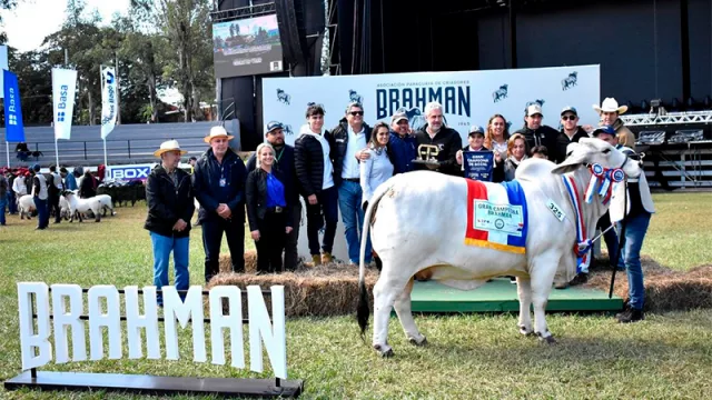 Brahman Gran Campeona