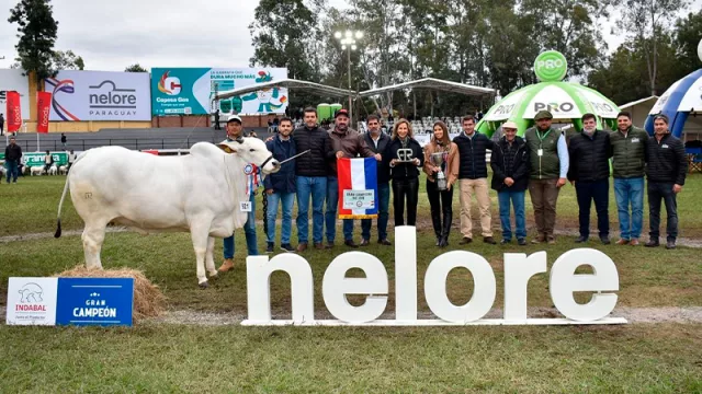 Nelore Gran Campeón