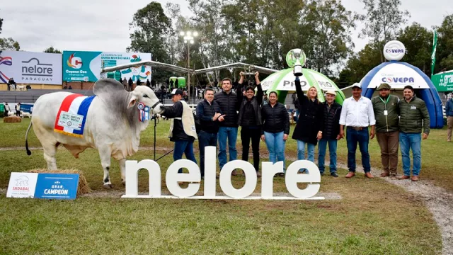 Nelore Mocho Gran Campeón