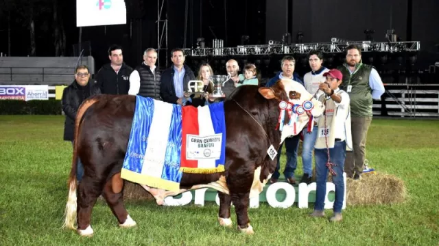 Braford Gran Campeona