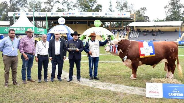 Hereford Gran Campeón