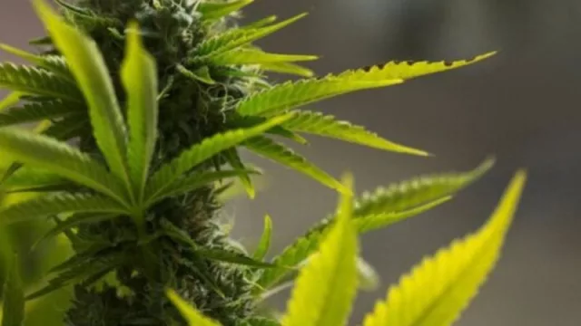 ExpoCannabis UY se pegó flor de viaje (llevó a BR la muestra y cosechó varios éxitos)