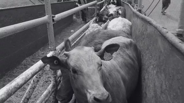 Pisa fuerte el ganado en pie (en lo que va de 2023 la exportación supera el total de casi los últimos cuatro años)