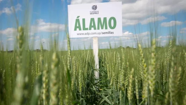 Para que crezca el Álamo (ADP-Agronegocios del Plata participará de cosecha de trigo)