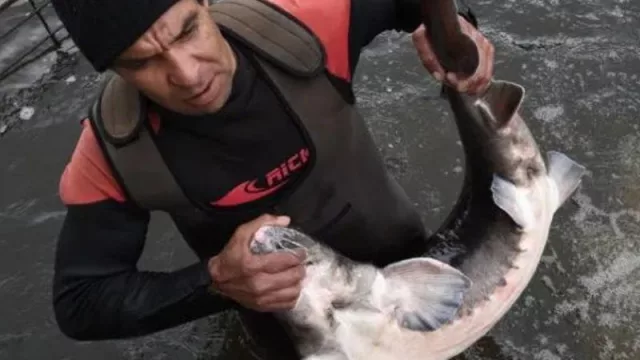La carne de esturión uruguayo busca destinos y lucha contra la corriente impositiva (Black River Caviar explora nuevos mercados fuera de Rusia)