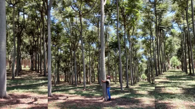 Vivero autosustentable: Shopping Plantar en Santa Rosa del Aguaray inculca el cultivo a domicilio