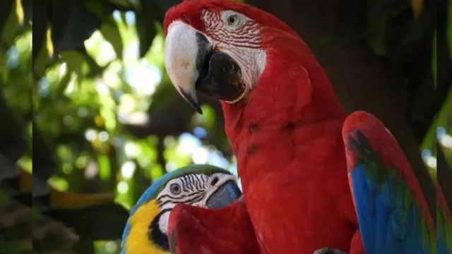 El rey del cielo se volvió urbano: 100 guacamayos libres sobrevuelan Central (esta organización los ayuda)