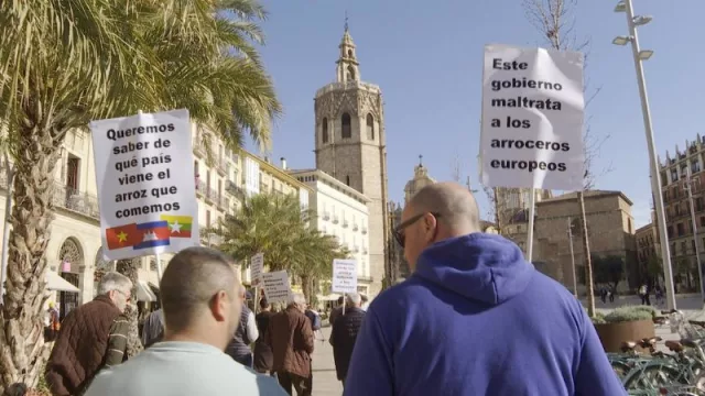 Arroceros valencianos exigen un correcto etiquetado del origen del arroz para evitar "engañar" al consumidor