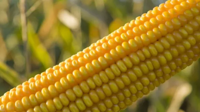 Si es agro, es Bayer: estrategias para un maíz rentable y sostenible (y consejos para una buena siembra)