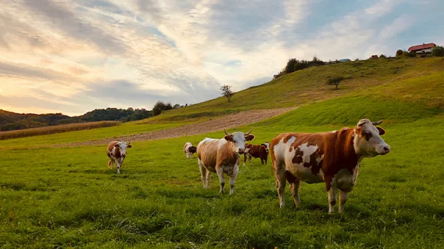 ¿Qué mirar en el área de ganadería de la Expo 2024?