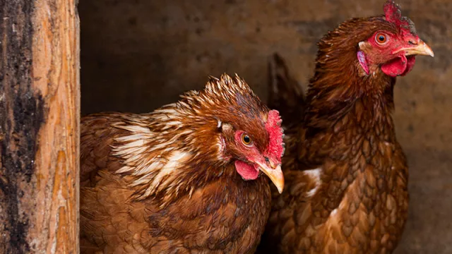 Paraguay exportó carne aviar por US$ 8 millones (Irak es el principal destino)