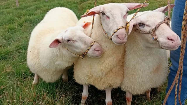 Paraguay apuesta por la innovación ganadera: Lácteos de oveja, una nueva industria en desarrollo