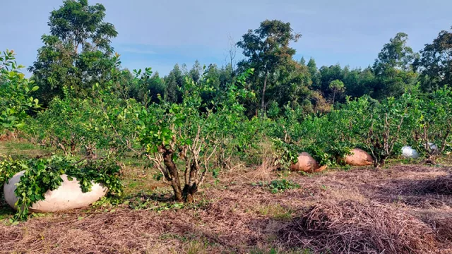 Cultivo de yerba mate aumentó 40% su rendimiento (se envía a Siria, Chile y Argentina como materia prima)