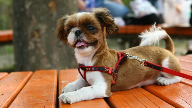 Pet friendly: ¿Qué buscan los dueños de mascotas y cómo se adaptan los negocios?