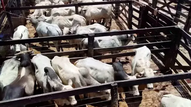 Mercado al alza: Invernada proyecta comercializar 23.000 cabezas de ganado este año