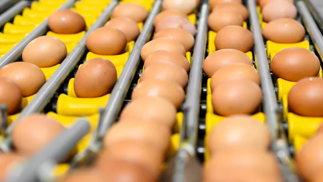 Envíos avícolas: Taiwán cerca de habilitar carne de pollo y Chile muestra interés en huevos nacionales