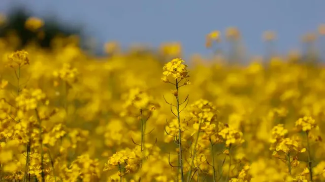 Camila Giesbrecht, asesora comercial de Aldera