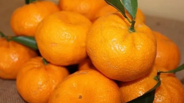 Cítricos Paraguay comercializa plantines y los más pedidos son la naranja, el pomelo, la mandarina y la lima Tahití