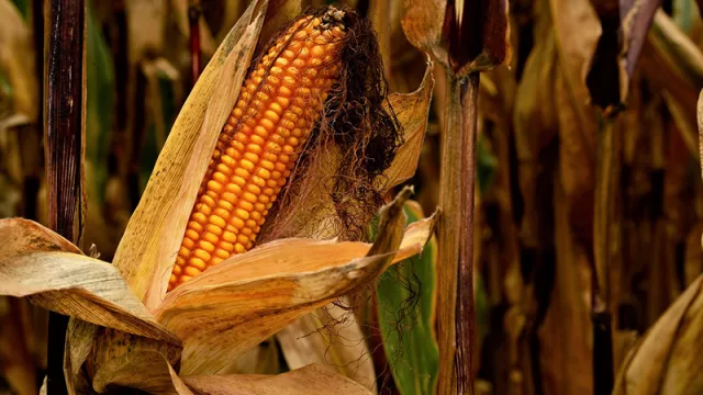 Comercio exterior: Envíos de arroz, semillas y maíz compensan caída en las exportaciones de soja