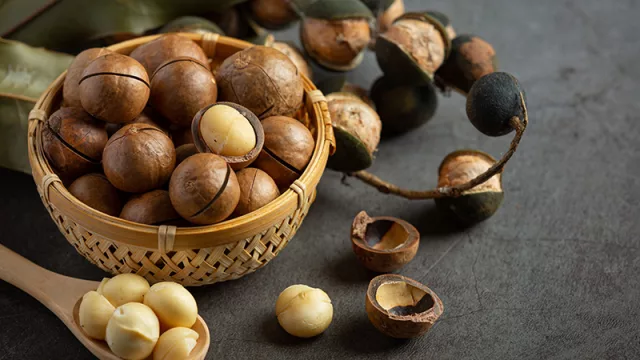 Paraguay exporta nuez de macadamia a Europa y Asia (el año pasado se enviaron más de 20 toneladas)