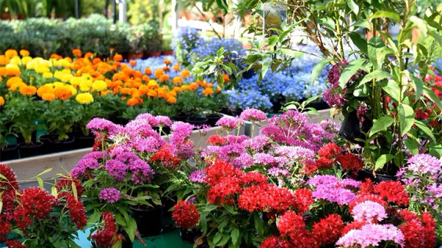 El mercado de los frutales exóticos en Paraguay está en plena evolución (y la apuesta por jardines autosustentables)