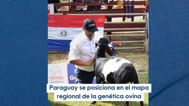 InfoBiz Podcast: Paraguay se posiciona en el mapa regional de la genética ovina