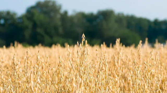 Uruguay compra avena paraguaya: un cultivo noble con potencial internacional