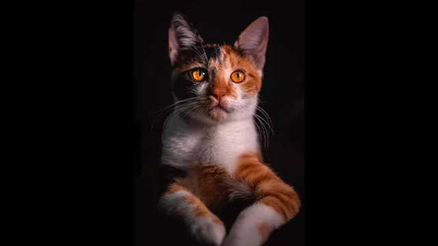 ¿Algún día podrás hablar con tu gato o, al menos, entenderlo a través de sus maullidos? Es lo que la tecnología promete