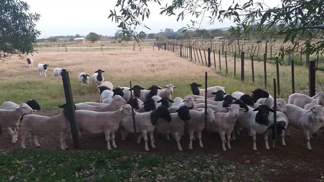 La raza Boer gana terreno en la ganadería local con genética de alta calidad