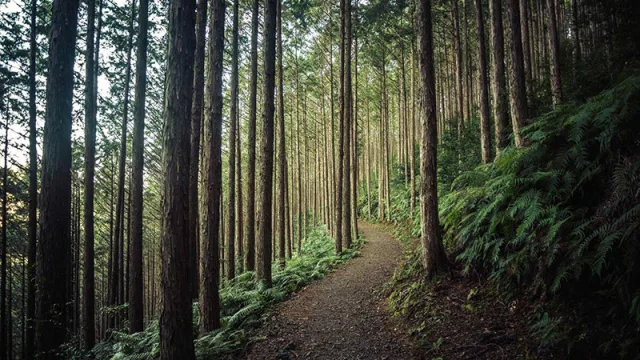 Sostenibilidad empresarial: la CSRD impulsa un cambio profundo en las compañías de la UE